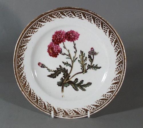 Antique Derby Botanical Porcelain Plate, Purple Ragwood, Painted by John Brewer Pattern No. 115, Circa 1795-1810