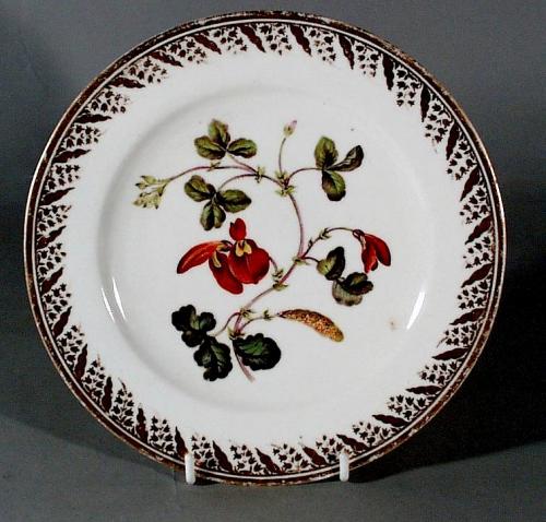 Antique Derby Botanical Porcelain Plate, Scarlet Glycine, Pattern no 115, Painted by John Brewer, Circa 1795-1810