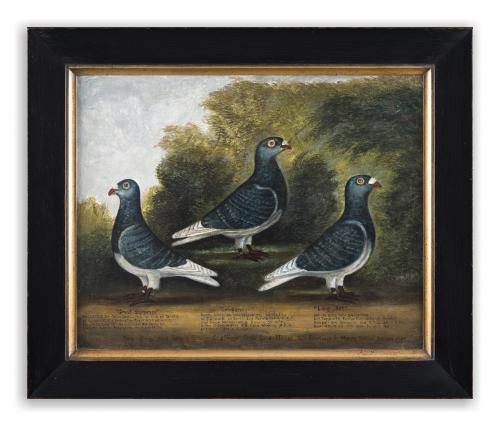 Portrait of Three Racing Pigeons