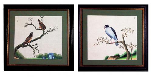Chinese Export Bird Watercolour Paintings, Circa 1800-20