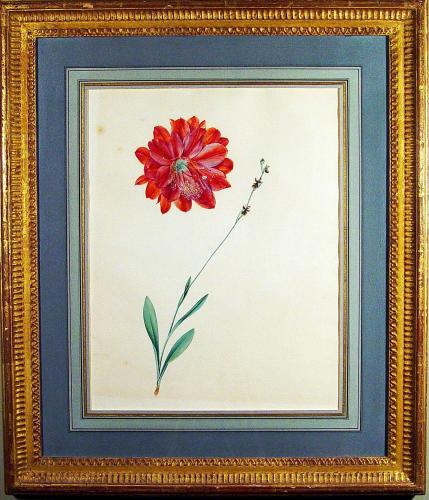 18th Century European Botanical Watercolour and Gouache Painting of Flowers, School of Redoute