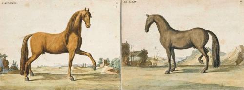 Pair of Handcoloured Prints of Horses from L'art de monter a cheval: ou Description du manége moderne, dans sa perfection by Baron D'Eisenberg, Published in 1747