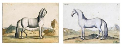 Pair of Prints of Horses from L'art de monter a cheval: ou Description du manége moderne, dans sa perfection by Baron D'Eisenberg, Published in 1747