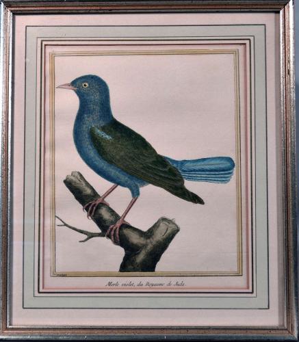 François Nicolas Martinet Engraving of A Bird, Merle violet du Royaume de Juda, Histoire Naturelle des Oiseaux, 1770-1786