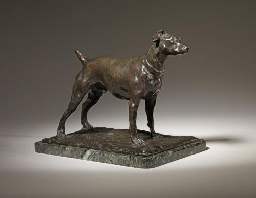 Royal Terrier, 1905