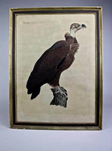 J. Ces Savigny (1777-1851), Hand Coloured Aquatint H.N. Zoologie Oiseaux Pl. 11. 1812