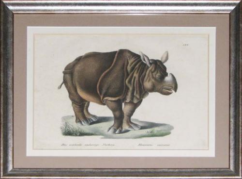 Karl Joseph Brodtman, Rhinoceros