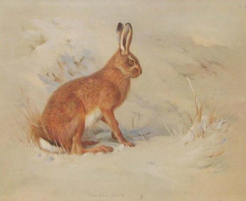 Group of Hares and rabbit