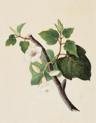 A STUDY OF A PLANT FROM THE MALVACEAE FAMILY