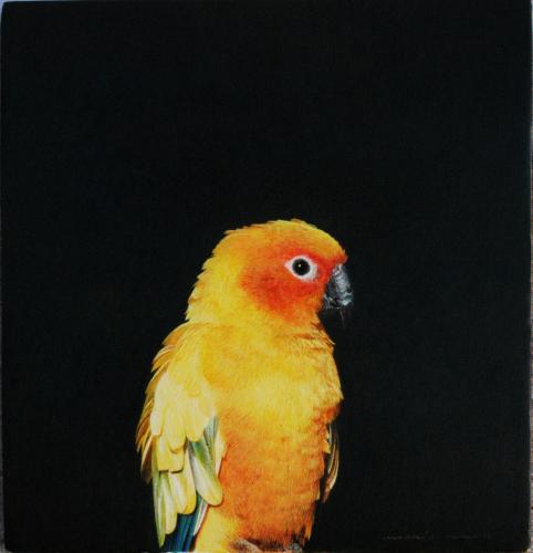 Marzio Tamer - Ratinga Solstitialis - yellow parrot