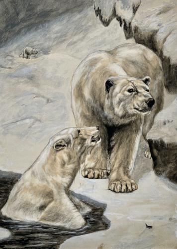 Polar Bears - Early 20th Century British watercolour illustration by Alfred Boese