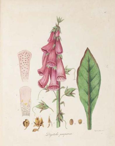 Hand-coloured engraving of foxgloves