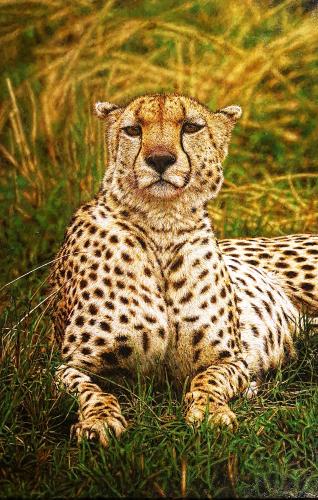 Cheetah by Tony Karpinski (British born 1965)