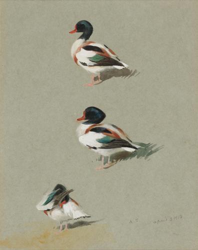 Archibald Thorburn (1860-1935), Studies of a Shelduck