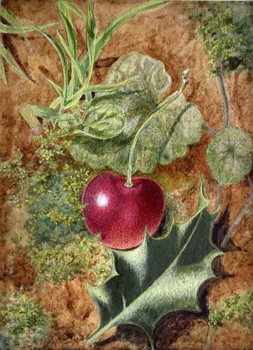 British School still life watercolour of a Cherry and Holly Leaf