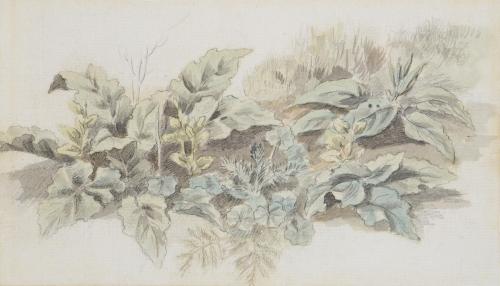 Study of Plants, John White Abbott