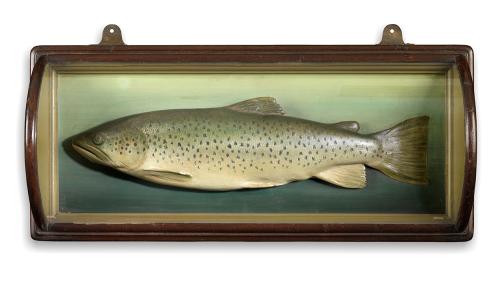 The Fine Specimen Fish in Original Bow Fronted Glass Case Sculpted, Chased and Hand Painted Plaster Scottish, Attr. P D Malloch, Perth, c.1910 10.5" high x 23.5" wide x 5.5" deep
