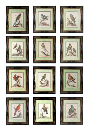 George Edwards Set of Twelve Parrot Engravings with Chinoiserie Frames, Natural History of Birds, Engraved by Georg Dionysius Ehret, Mid-18th Century.