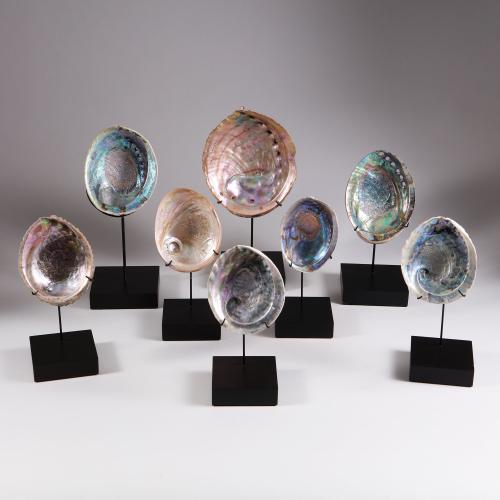 An early 20th century collection of 8 assorted abalone shells