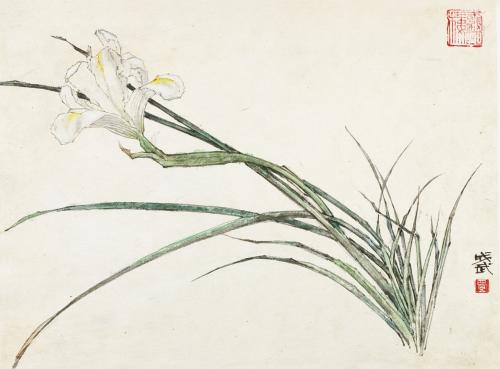 White Iris, Fei Cheng-wu