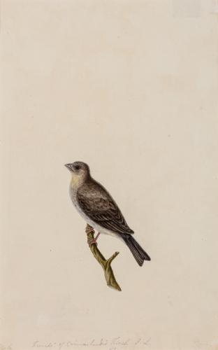A Study of a Female Crimson-Browed Finch, Carpodacus subhimachalus,