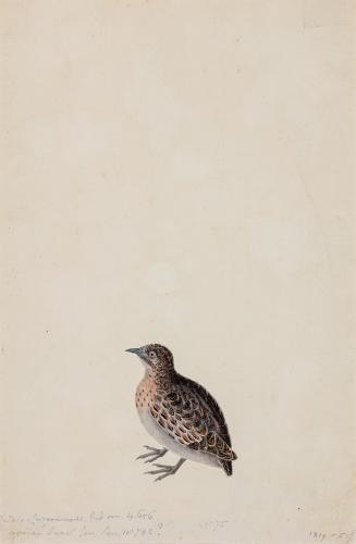A Study of a Small Buttonquail, Turnix sylvaticus