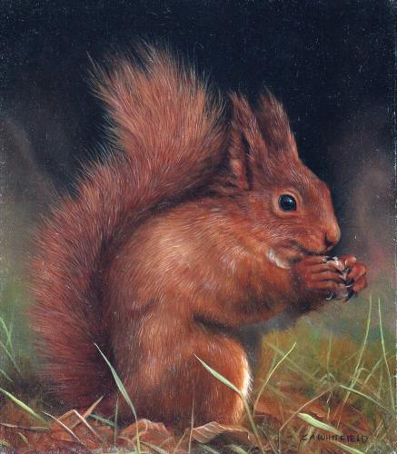 Red Squirrel by Carl Whitfield (b. 1958)