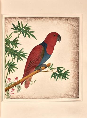 Parrot from an Album of Chinese watercolours of flowers, fruit and silkworms.  Circa,1800.