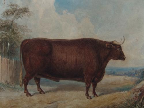 John West Giles "Portrait of a Bull" watercolour