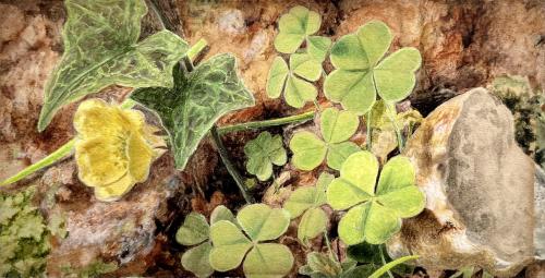 19th Century British Still Life Watercolour of Ivy and Clover