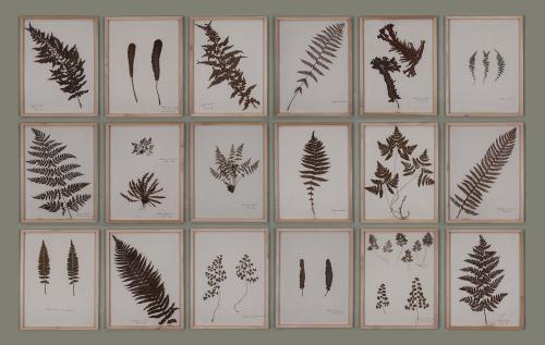 Barthropp's Ferns With a Choice of Frames