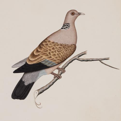 Company School Painting of a Spotted Dove (Cheetal Purdook)