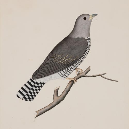 Company School Painting of a Cuckoo, Labelled Totee