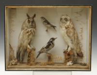 Taxidermy Group Including Two Owls