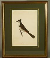 East India Company School Picture of a Bird Kanra