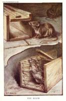 Victorian Novelty Silver Penny Mouse Trap Vesta Case