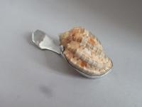 A very rare George III silver mounted natural Conch shell Caddy Spoon made in Birmingham circa 1810 by Matthew Linwood
