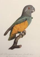 A Coloured Lithograph of Parrots from 'Historie Naturelles des Perroquets