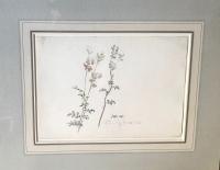 Meadowsweet, James Ward, R.A. (1769-1859) framed