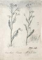 Cuckoo Flower, James Ward, R.A. (British 1769-1859)