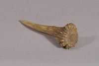 S/3903 Antique 19th Century Stags Horn Fid