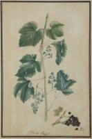 Pair Of Botanical Watercolors Depicting Stein Linden And Wilde Reeb By Ludwig Pfleger (1720-1793)