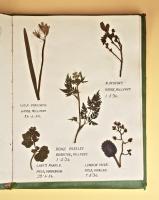 A Collection of Dried and Mounted Wild Flowers, 1926