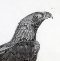 French Engraving of the Eastern Imperial Eagle from the Description de l'Egypte.  J. Ces. Savigny, 1809-1813. 