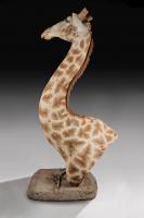 Rare and Extremely Well Prepared Late 20th Century Taxidermy African Bull Giraffe