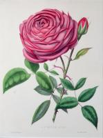 Set of Nine Botanical Engravings, Henry Curtis-The Beauty of the Rose, Hand-colored Lithographs