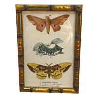Set Of 20 Hand Coloured Butterfly Prints