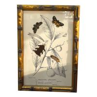 Set Of 20 Hand Coloured Butterfly Prints