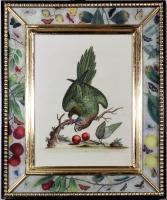 George Edwards Prints of Parrots