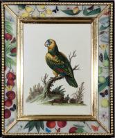 George Edwards Prints of Parrots with Decoupage Frames- Set of Twelve